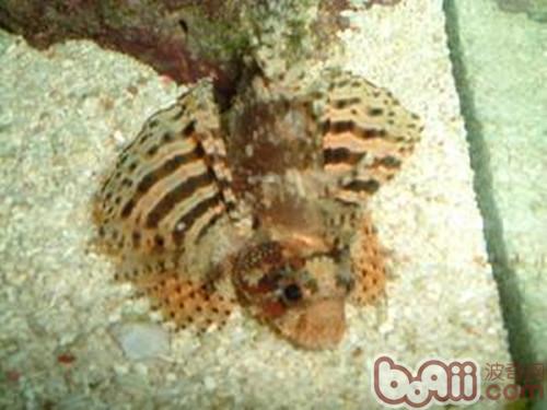 三棘狮子鱼的种类简介