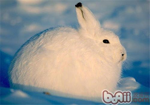 何如帮帮兔子过冬