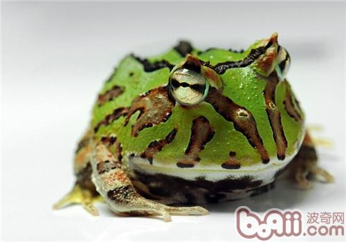 角蛙的种类简介