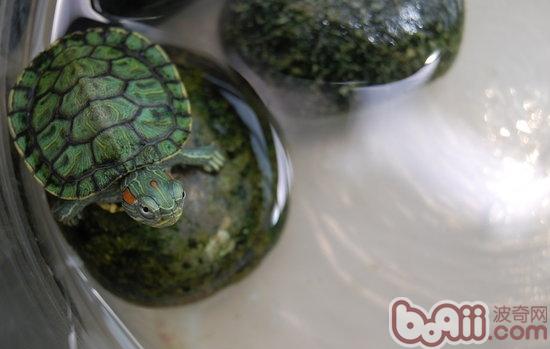 巴西龟喜好吃的食物有哪些