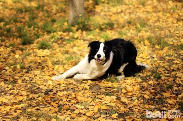 秋季养狗该当注沉哪些问题？