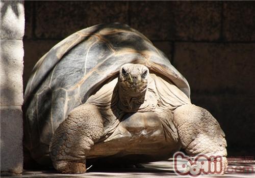 亚达伯拉象龟的豢养重心
