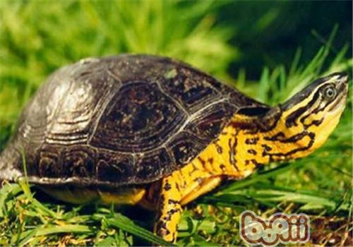 哥匹敌亚木纹龟的品种简介