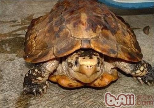 苏拉威西白头龟的瞅护常识