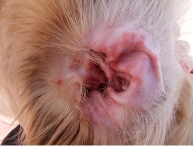 犬猫耳部的凡是看护