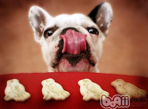 狗狗进食速度快是饥了吗