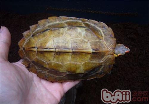 日原地龟的外表特性