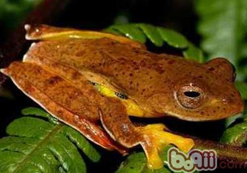 棕叶掌树蛙的形态特性