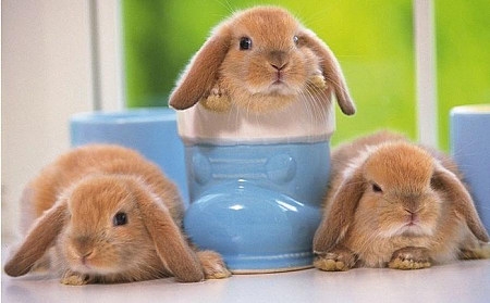 小型宠物兔种类大汇总