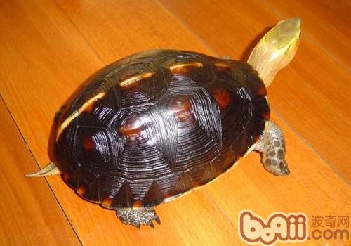 黄缘闭壳龟吃什么比拟佳？