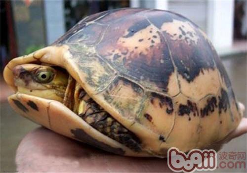 黄额关壳龟的外表特性