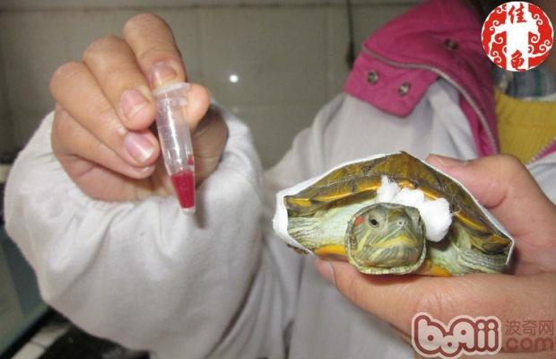 宠物龟病院瞅护办法