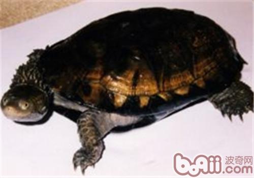 刺股蛇颈龟的形态特性
