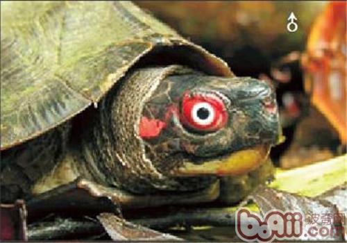 蔗林龟的外表特性