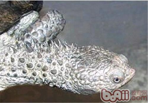 乌腹刺颈龟的形态特性