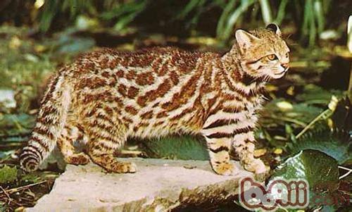 南美草本猫的形态特性