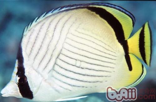 斜纹蝴蝶鱼的形状特性
