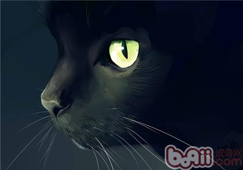 猫为什么是夜视能手