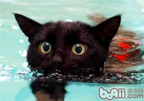 猫很怕沐浴、下雨和水的缘故