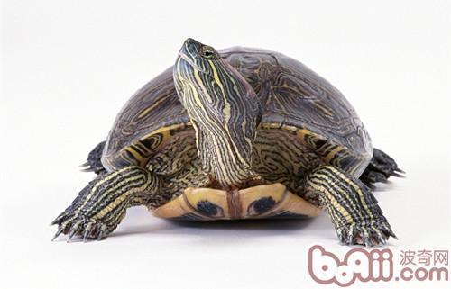龟龟的最爱