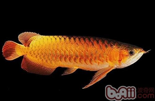 橙红龙鱼的形状特性