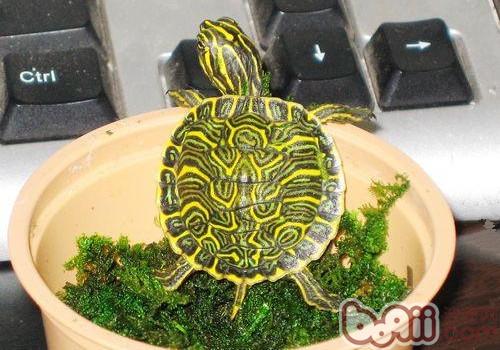 佛州甜甜圈龟的形态特性