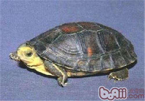金头关壳龟的表面特性