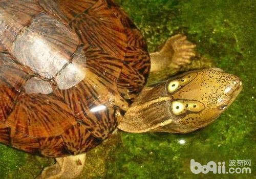 绿水关于于养龟的用处