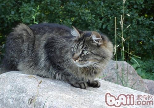 西伯利亚丛林猫的形态特性