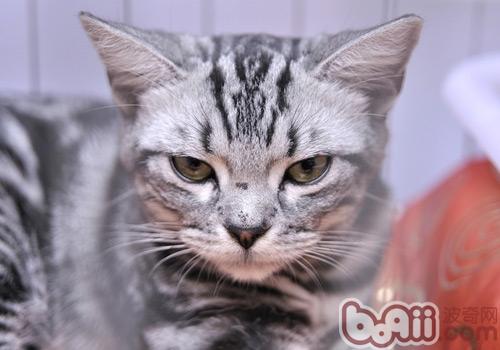 猫咪产后缺钙的症候