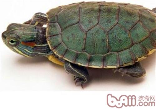 成年巴西龟怎么样豢养？