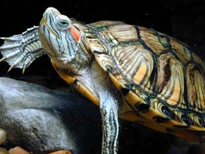 巴西龟蛰伏的三种办法