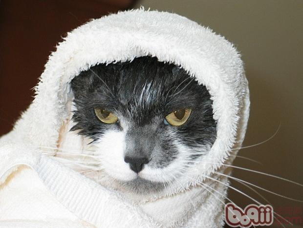 你了解何如给猫咪沐浴吗？