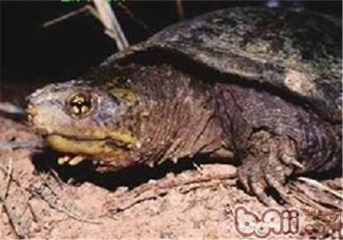 索若拉泥龟的种类简介