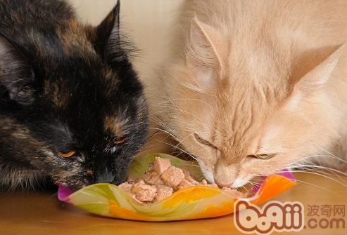 猫猫用餐时也需加点肉