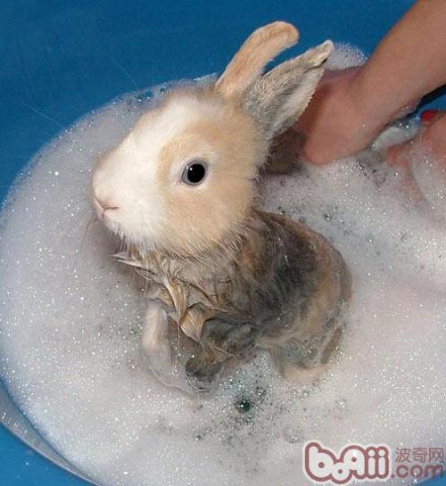 给宠物兔沐浴的误区