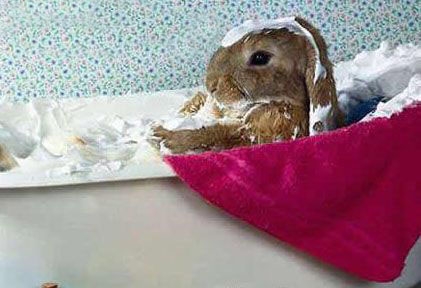 兔兔沐浴注重点 常洗轻易皮肤病