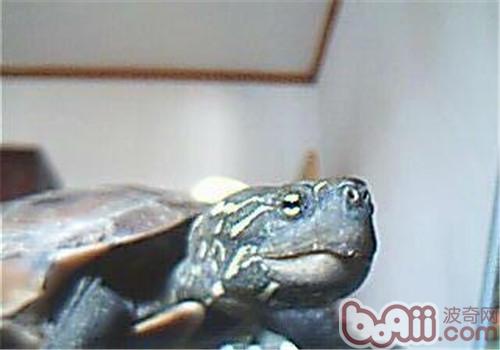 大头黑龟种类简介