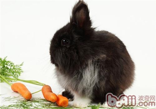 兔子喜佳吃便不妨吃吗？
