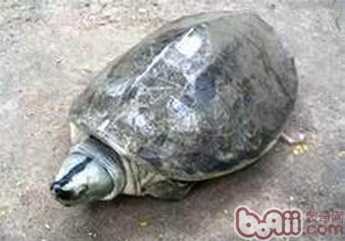 巨型棱背龟的外表特性