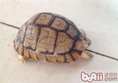 埃及陆龟的形态特性