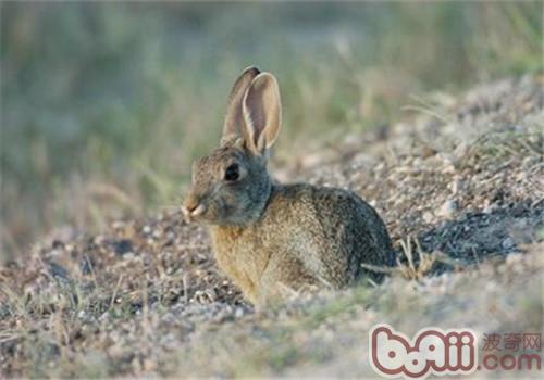 戈壁棉尾兔的保护重心