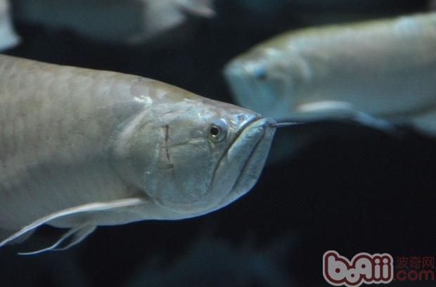 热戴鱼银龙鱼的养殖六重心
