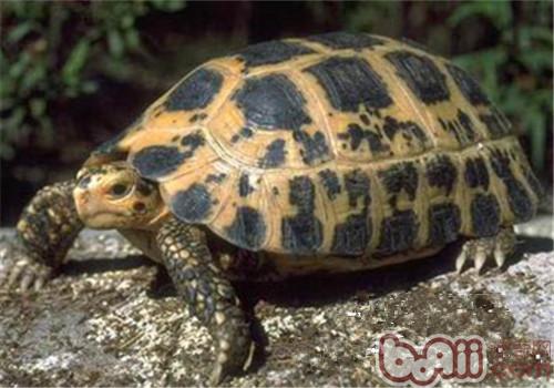 特拉凡是柯陆龟的豢养重心