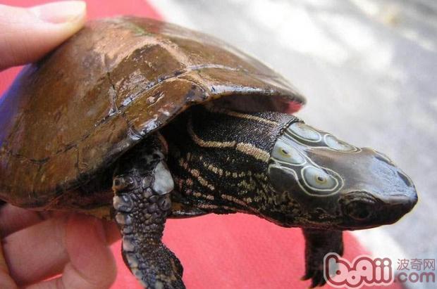 四眼斑水龟的形态特性