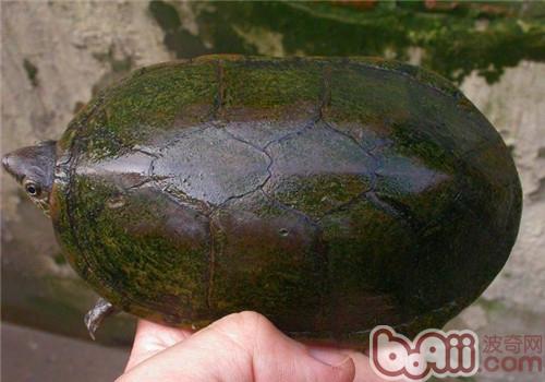 瓦哈卡泥龟的种类简介