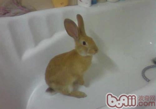 给宠物兔沐浴的重心