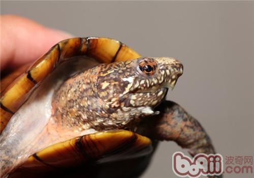 花纹泥龟的种类简介