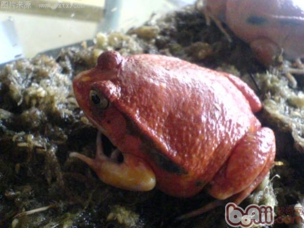 安东吉祥红蛙的保护重心
