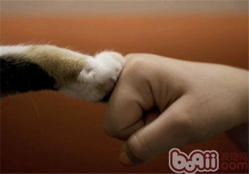 猫咪为什么喜佳把爪子缩在身材底下